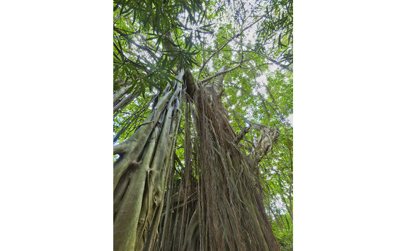 bearded fig tree