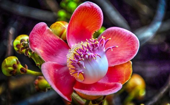 botanical flower