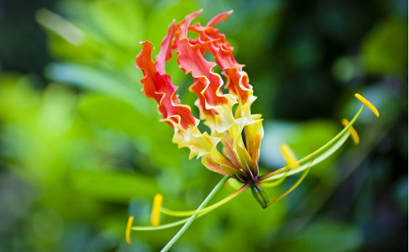 gloriosa lily stock