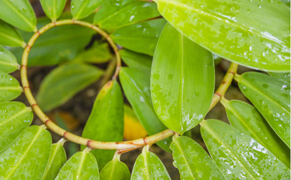 green spiral plant