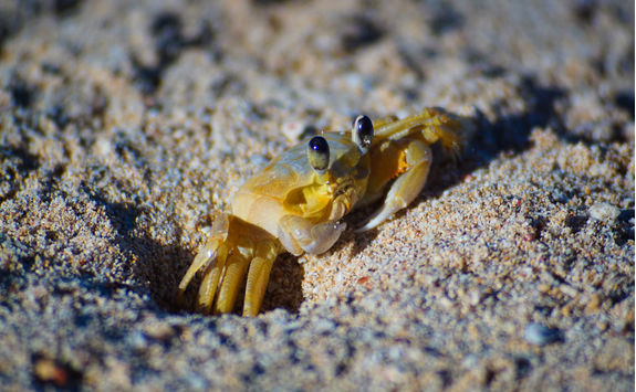 yellow sand crab