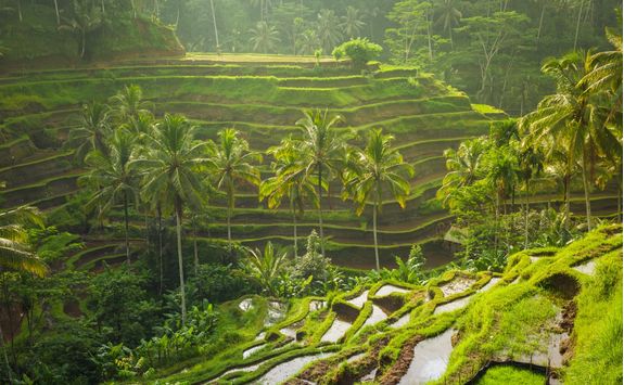 rice terraces
