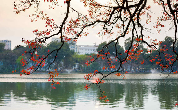 Tree in bud at Hoan Kiem lake in Hanoi