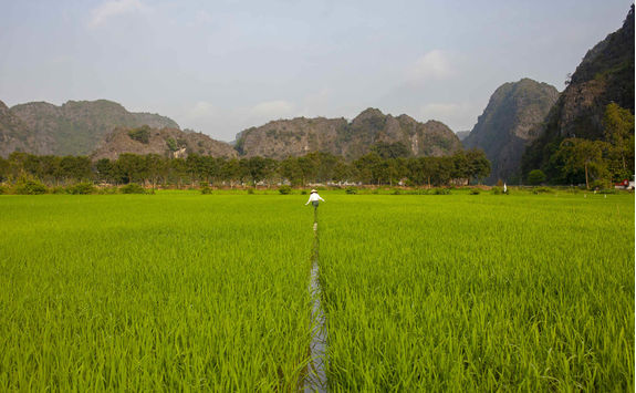 Farmer working at the paddy field
