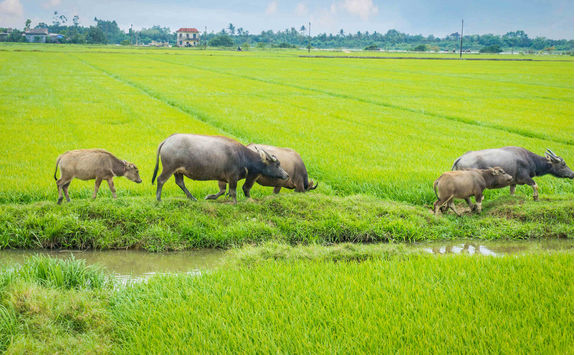 Buffalo herd in grass field