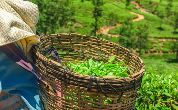 Green tea leaves in a tea plantation