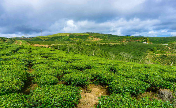 Tea plantation