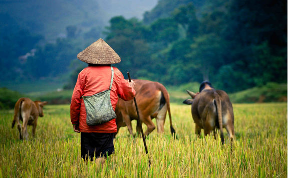 Buffalo shepherd on the rice field