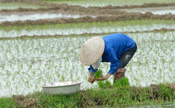 Working at a rice field in Vietnam
