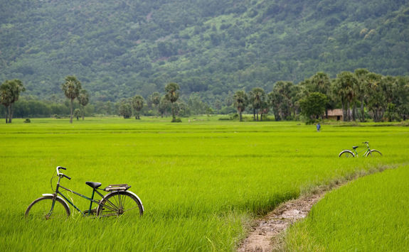 Bicycles and muddy path through rice field