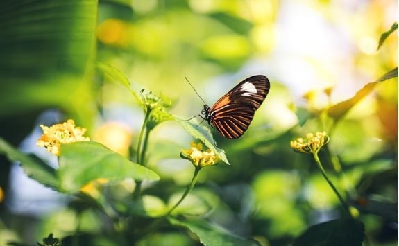 butterfly on a flower