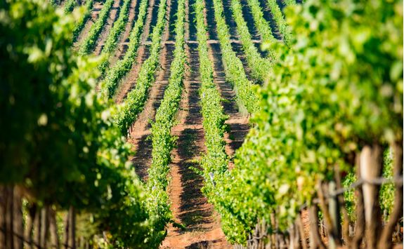 vineyard