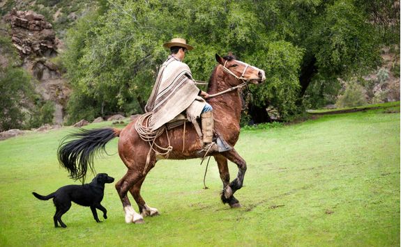 profile of cowboy riding a horse