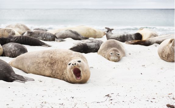 elephant seals on snow