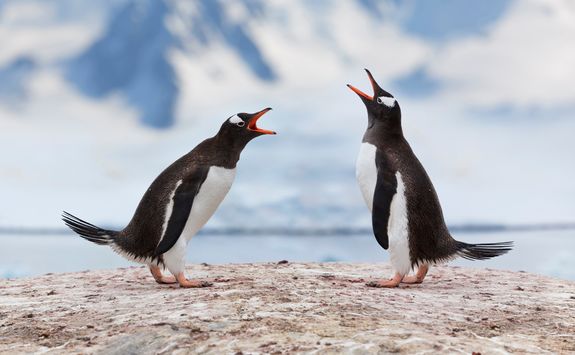 two penguis speaking