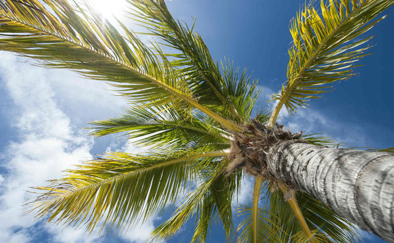 Palm tree looking up