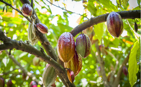 Cocoa growing in the Caraibbean