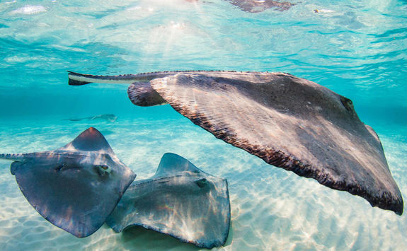 Stingrays