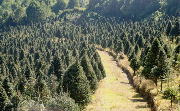 Forest near Zitacuaro