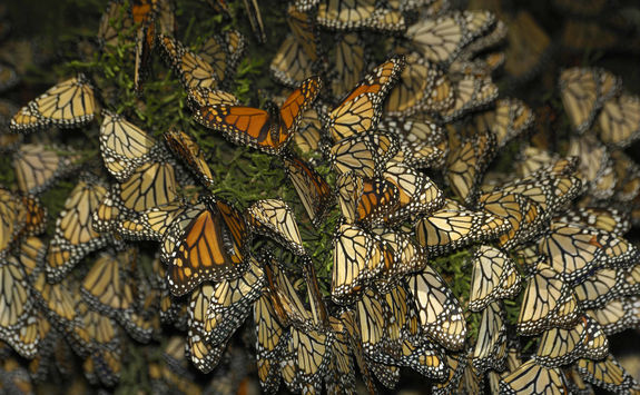 Close up of Monarch butterflies on branch