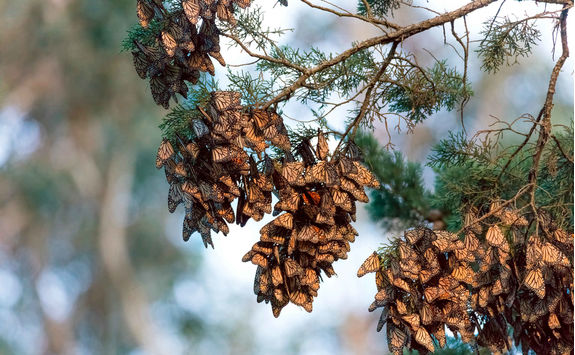 Monarch butterflies on tree branch