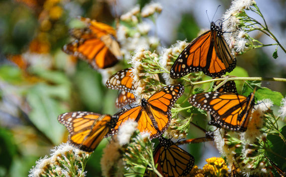 Monarch butterflies on tree branch