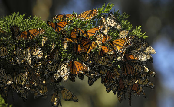 Close up of Monarch butterflies on branch