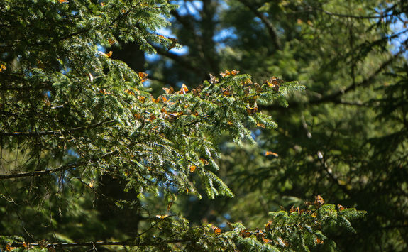 Monarch butterflies on a tree