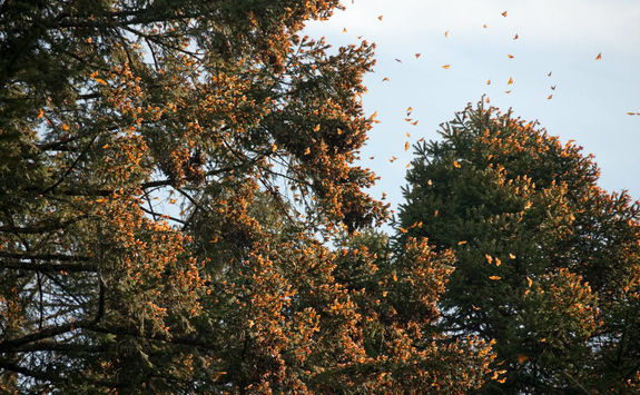 Monarch butterflies on a tree