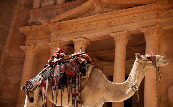 camel against treasury