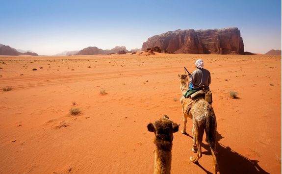 camel trek in the desert
