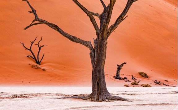 dead camel thrin trees