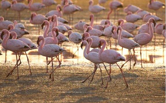 flamingo at walvis bay