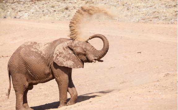 elephant in dust