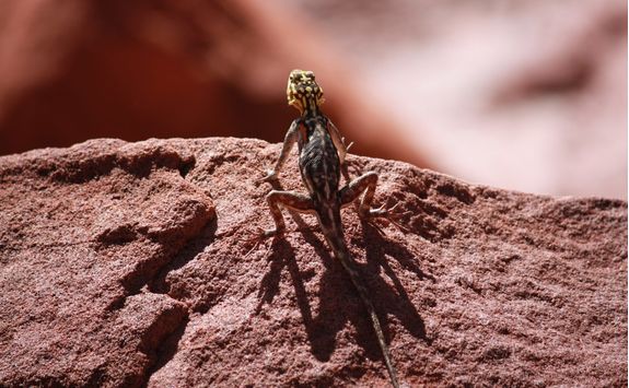 agama climbs on rock