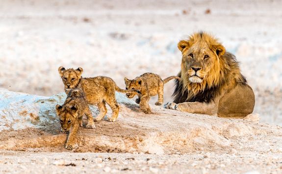 african lion family