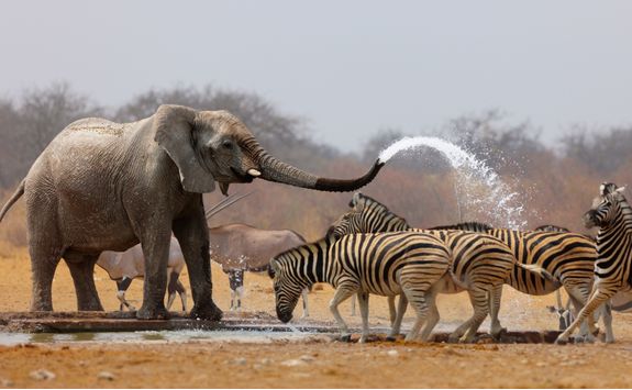elephant spraying zebra with water