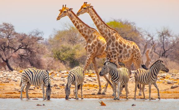 giraffes and zebras at waterhole