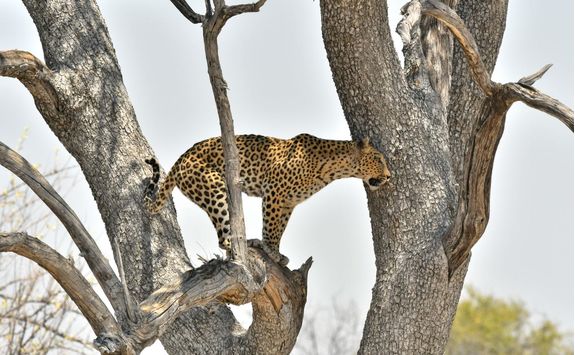 leopard on a tree