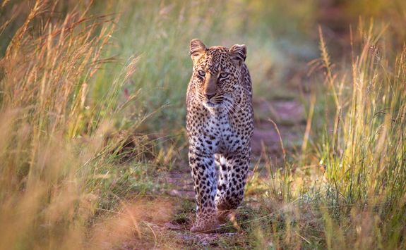 approching leopard