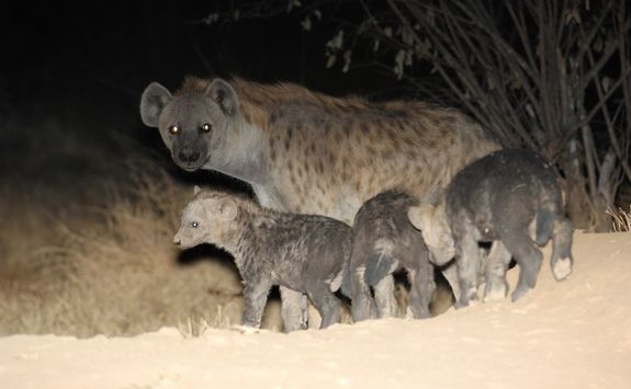 hyana family at night