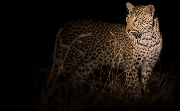 leopard walking in darkness