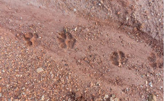 tiger foot step