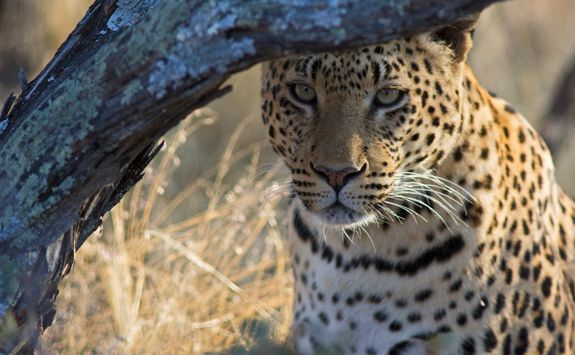 staring leopard