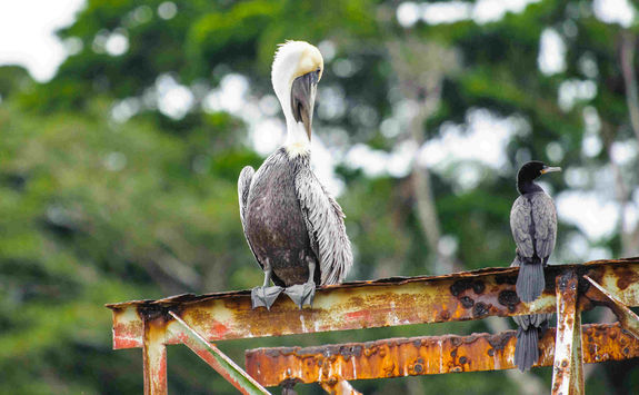 pelican