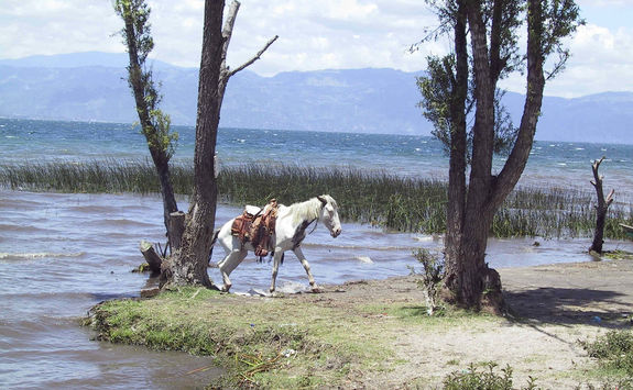 horse next to the lake