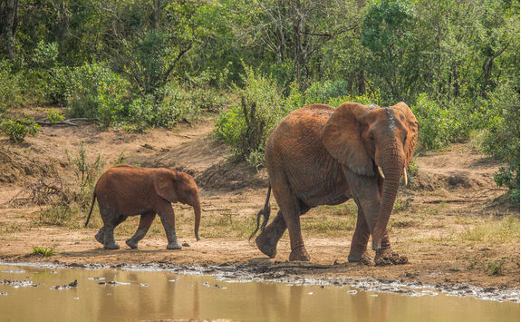 African Savannah elephants at a waterhole