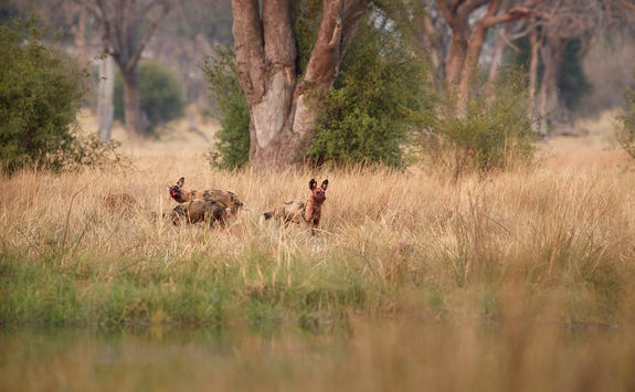 Wild dogs hunting desperate impalas in KwaZulu Natal