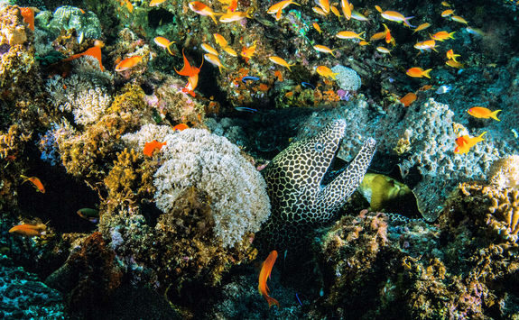 Marine life in Mozambique