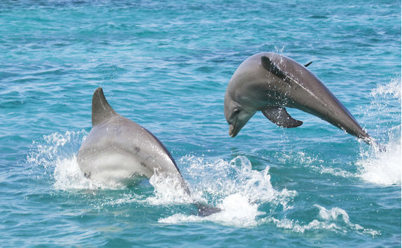 Playful bottle-nosed dolphins